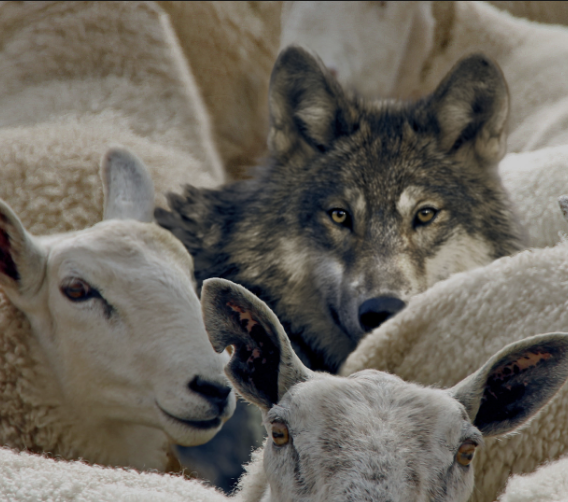 Se somos ovelhas, vencemos; se formos lobos, somos vencidos