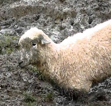 Ovelhas não chafurdam